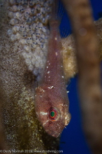 "Care"
A Red Cling Fish protecting it's eggs. by Dusty Norman 